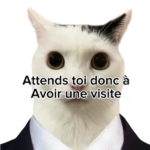 Mr.chats