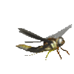 Oniyanma