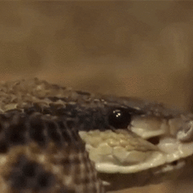 Vortesis Vortesis