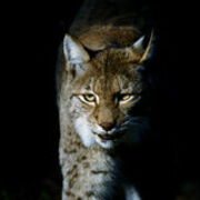 Lynx25