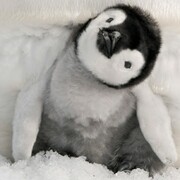 Pingouinmechant