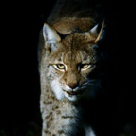 Lynx25