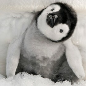 Pingouinmechant